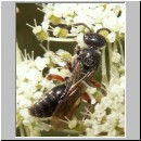 Tiphia femorata - Rollwespe w03 9mm.jpg